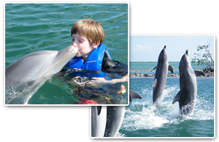 Dolphin Image 2